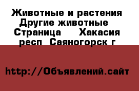 Животные и растения Другие животные - Страница 3 . Хакасия респ.,Саяногорск г.